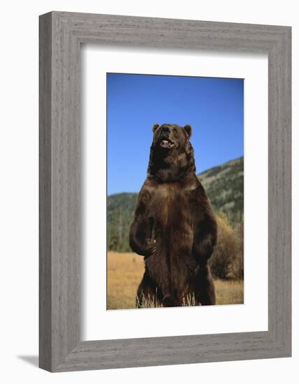 Grizzly Bear-DLILLC-Framed Photographic Print