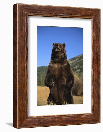 Grizzly Bear-DLILLC-Framed Photographic Print