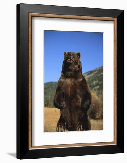 Grizzly Bear-DLILLC-Framed Photographic Print