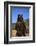 Grizzly Bear-DLILLC-Framed Photographic Print