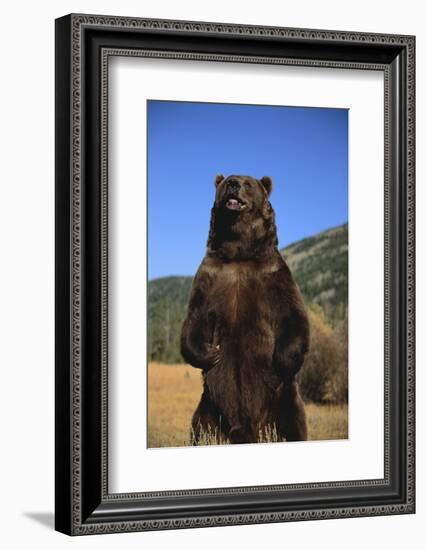 Grizzly Bear-DLILLC-Framed Photographic Print