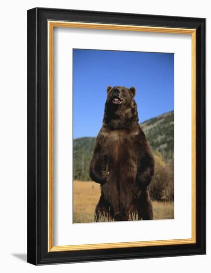 Grizzly Bear-DLILLC-Framed Photographic Print