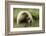 Grizzly Bear-Photos by Miller-Framed Photographic Print