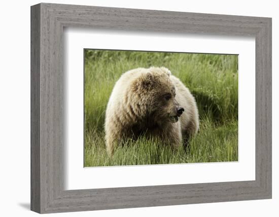 Grizzly Bear-Photos by Miller-Framed Photographic Print