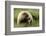 Grizzly Bear-Photos by Miller-Framed Photographic Print