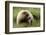 Grizzly Bear-Photos by Miller-Framed Photographic Print