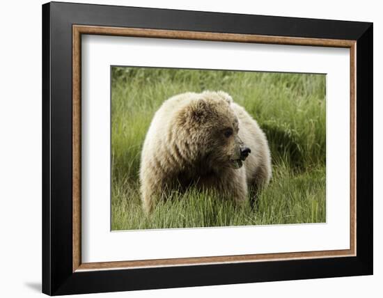 Grizzly Bear-Photos by Miller-Framed Photographic Print