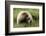 Grizzly Bear-Photos by Miller-Framed Photographic Print