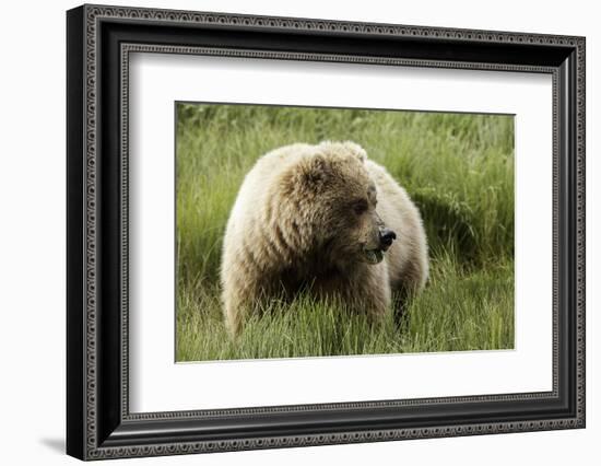 Grizzly Bear-Photos by Miller-Framed Photographic Print