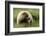 Grizzly Bear-Photos by Miller-Framed Photographic Print