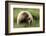 Grizzly Bear-Photos by Miller-Framed Photographic Print