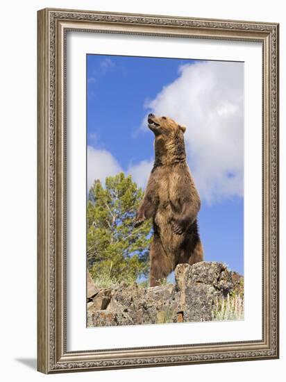 Grizzly Bear-null-Framed Photographic Print