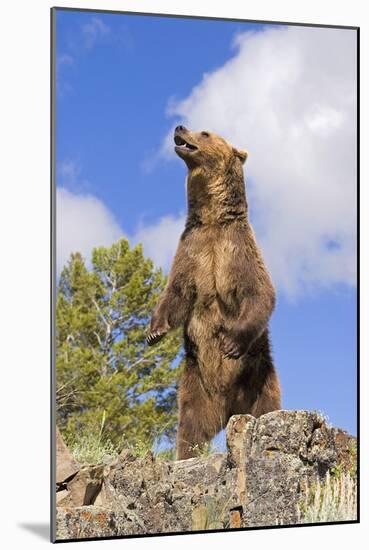 Grizzly Bear-null-Mounted Photographic Print