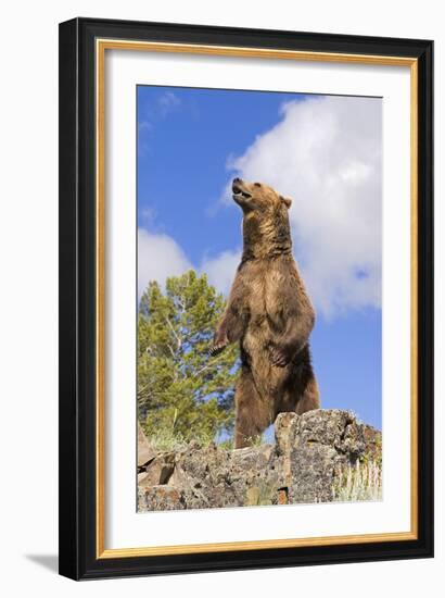 Grizzly Bear-null-Framed Photographic Print