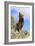 Grizzly Bear-null-Framed Photographic Print