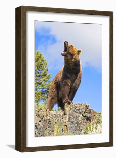 Grizzly Bear-null-Framed Photographic Print