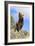 Grizzly Bear-null-Framed Photographic Print