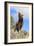 Grizzly Bear-null-Framed Photographic Print