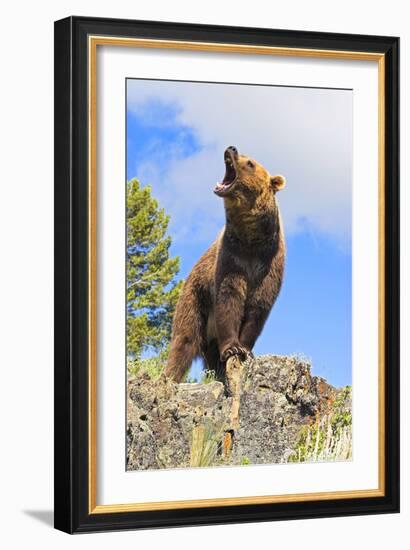 Grizzly Bear-null-Framed Photographic Print