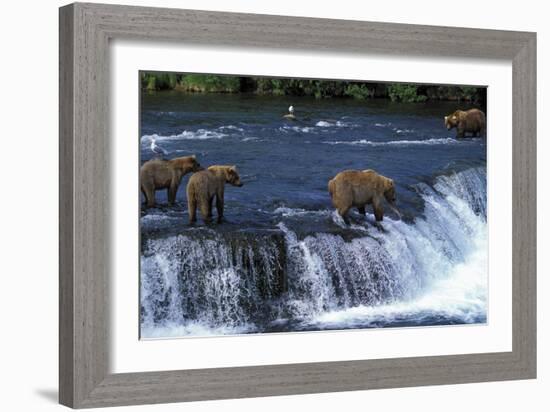 Grizzly Bear-null-Framed Photographic Print