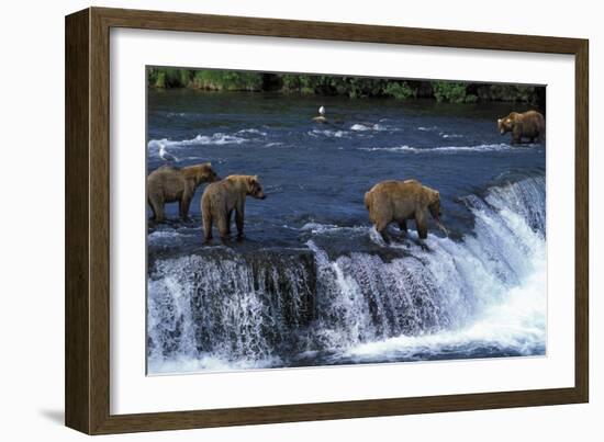 Grizzly Bear-null-Framed Photographic Print