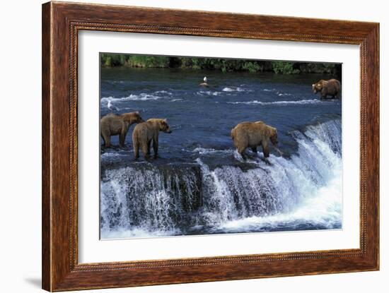 Grizzly Bear-null-Framed Photographic Print