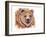 Grizzly Bear-Michelle Faber-Framed Giclee Print