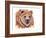 Grizzly Bear-Michelle Faber-Framed Giclee Print