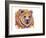 Grizzly Bear-Michelle Faber-Framed Giclee Print