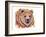 Grizzly Bear-Michelle Faber-Framed Giclee Print