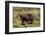 Grizzly Bear-Lynn M^ Stone-Framed Photographic Print