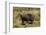 Grizzly Bear-Lynn M^ Stone-Framed Photographic Print