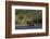 Grizzly Bear-Lynn M^ Stone-Framed Photographic Print