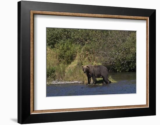 Grizzly Bear-Lynn M^ Stone-Framed Photographic Print