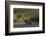 Grizzly Bear-Lynn M^ Stone-Framed Photographic Print