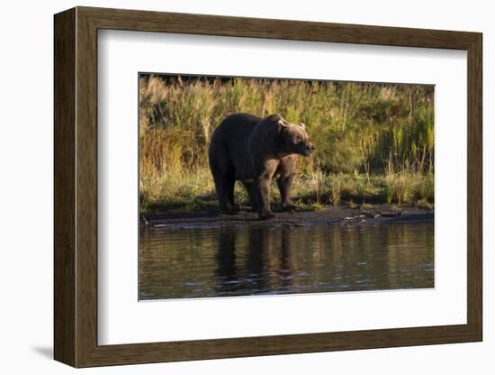 Grizzly Bear-Lynn M^ Stone-Framed Photographic Print