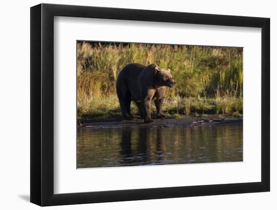 Grizzly Bear-Lynn M^ Stone-Framed Photographic Print