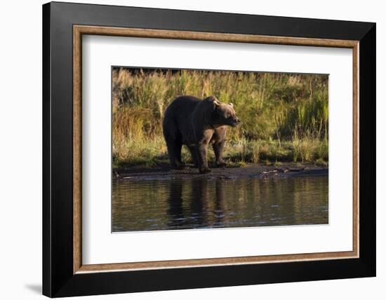 Grizzly Bear-Lynn M^ Stone-Framed Photographic Print