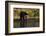 Grizzly Bear-Lynn M^ Stone-Framed Photographic Print