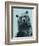 Grizzly Bear-James Hager-Framed Premium Photographic Print