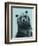 Grizzly Bear-James Hager-Framed Premium Photographic Print