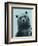 Grizzly Bear-James Hager-Framed Premium Photographic Print