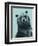 Grizzly Bear-James Hager-Framed Photographic Print