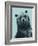 Grizzly Bear-James Hager-Framed Photographic Print