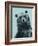 Grizzly Bear-James Hager-Framed Photographic Print