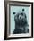 Grizzly Bear-James Hager-Framed Photographic Print