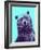 Grizzly Bear-James Hager-Framed Photographic Print