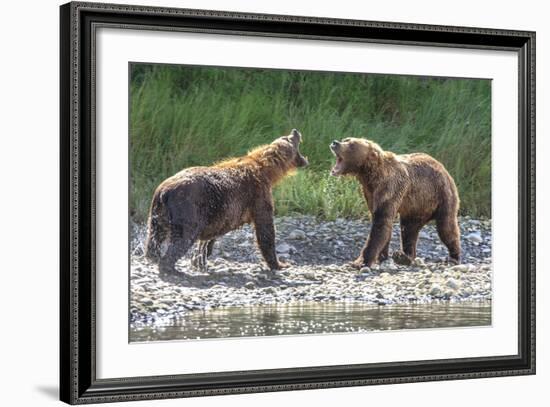 Grizzly Bears, Alaska Peninsula, Alaska, USA-Tom Norring-Framed Photographic Print