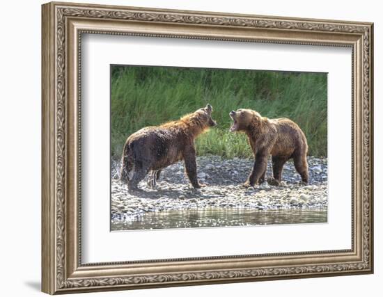 Grizzly Bears, Alaska Peninsula, Alaska, USA-Tom Norring-Framed Photographic Print