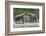 Grizzly Bears, Alaska Peninsula, Alaska, USA-Tom Norring-Framed Photographic Print